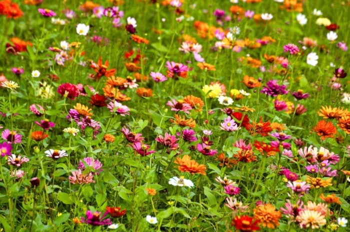 A meadow where plants fill gaps, showcasing colorful flowers in shades of pink, orange, yellow, and white with thin, feathery green leaves and stems.
