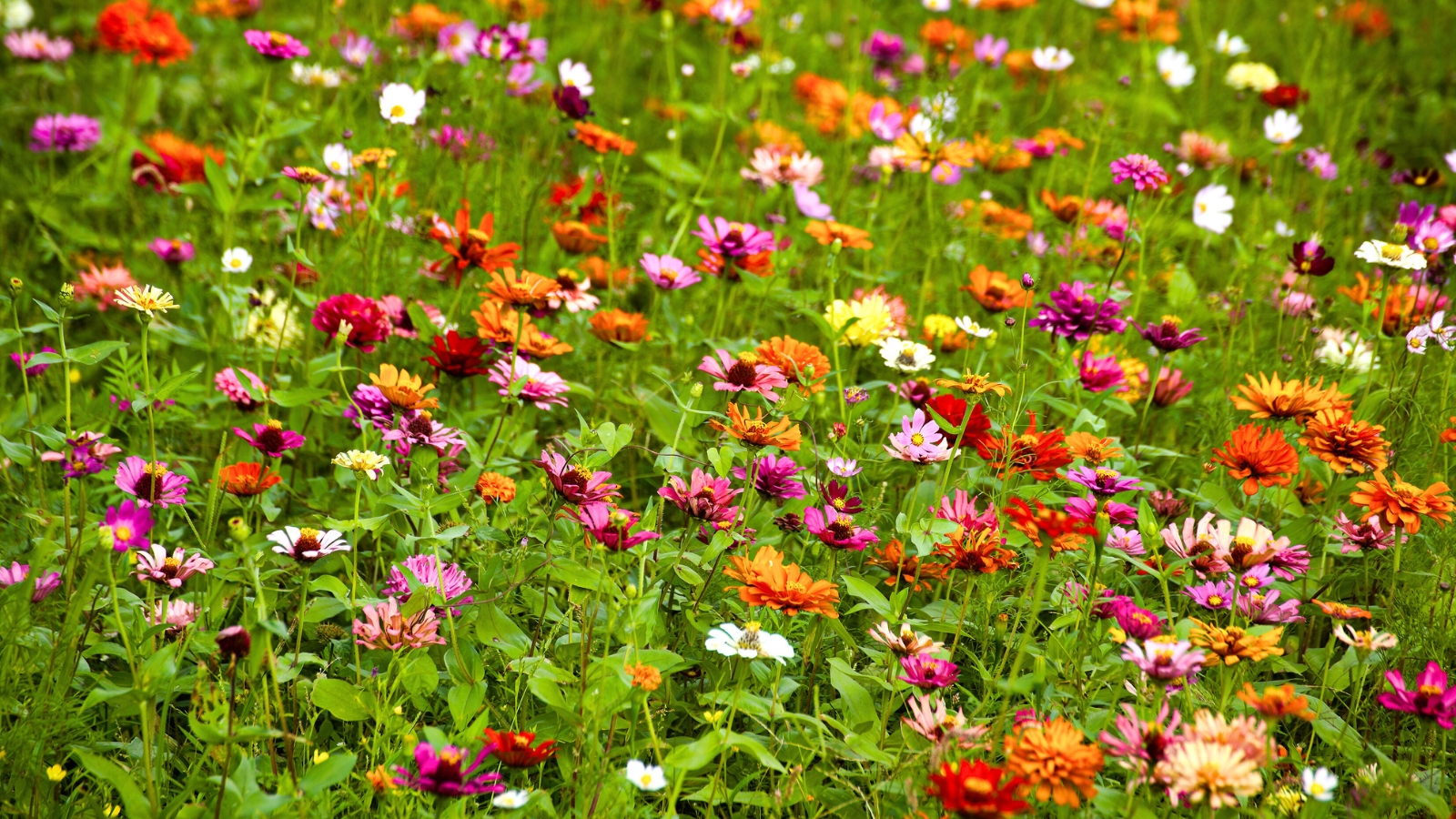 A meadow where plants fill gaps, showcasing colorful flowers in shades of pink, orange, yellow, and white with thin, feathery green leaves and stems.