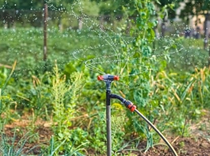 Rotating sprinkler sprays arcs of water over a vegetable garden, showing how some plants hate sprinkler wetting their leaves.