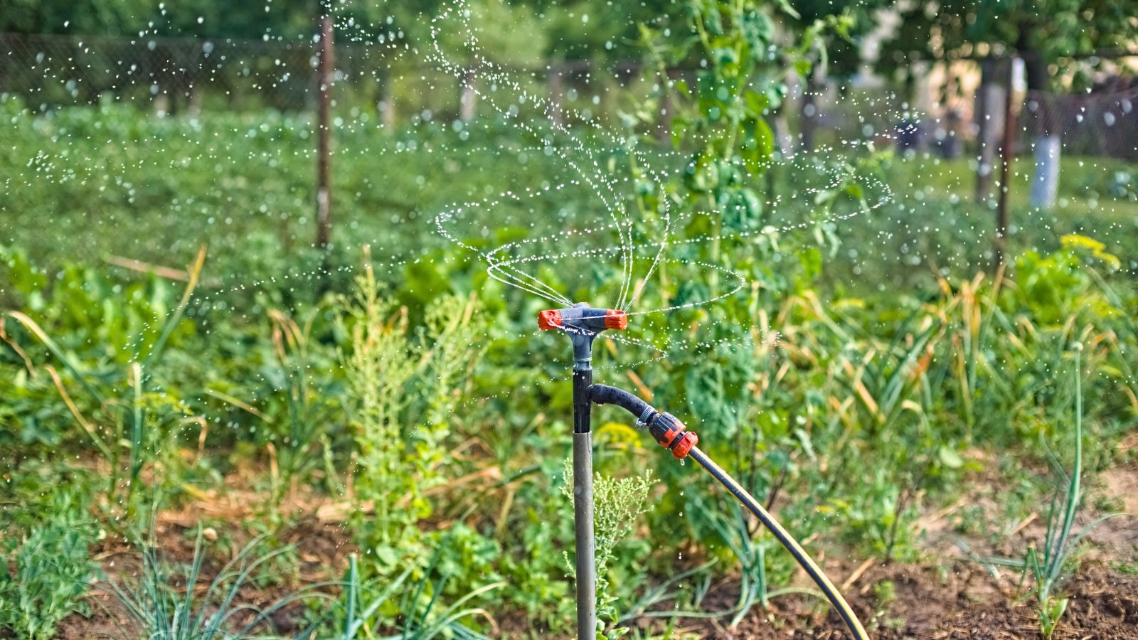 These Plants Hate the Sprinkler: How to Water Them