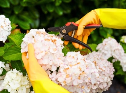 A person wearing yellow gloves holds pruning shears, trimming a leafy plant with a large cluster of cream and white flowers, a plant that should never be pruned in August.