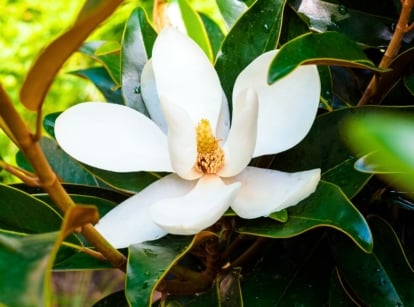 A large creamy white magnolia plant flower with a lemon bloom scent, surrounded by glossy dark green leaves.