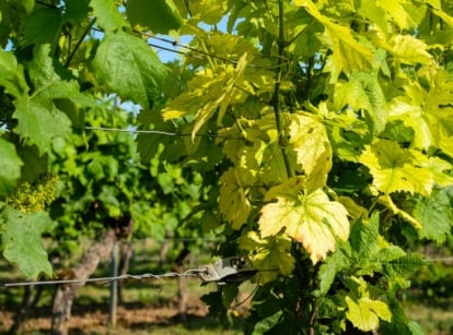 Grape plant with large lobed green leaves turning yellow along edges and veins under bright sunlight in the garden.