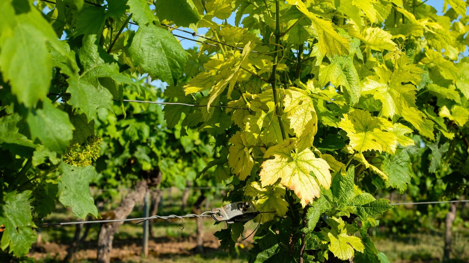 Why Your Garden Plants are Turning Yellow and How to Fix it