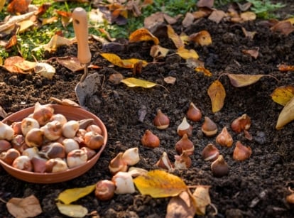 Prepared ground for fall bulbs, tulip bulbs planted in loose black soil, next to a bowl full of teardrop-shaped bulbs with orange-brown husks and a garden trowel stuck into the ground in an autumn garden.