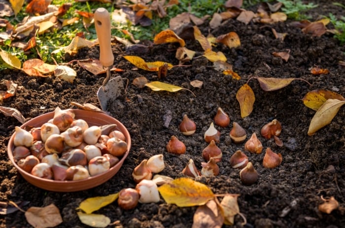 Prepared ground for fall bulbs, tulip bulbs planted in loose black soil, next to a bowl full of teardrop-shaped bulbs with orange-brown husks and a garden trowel stuck into the ground in an autumn garden.