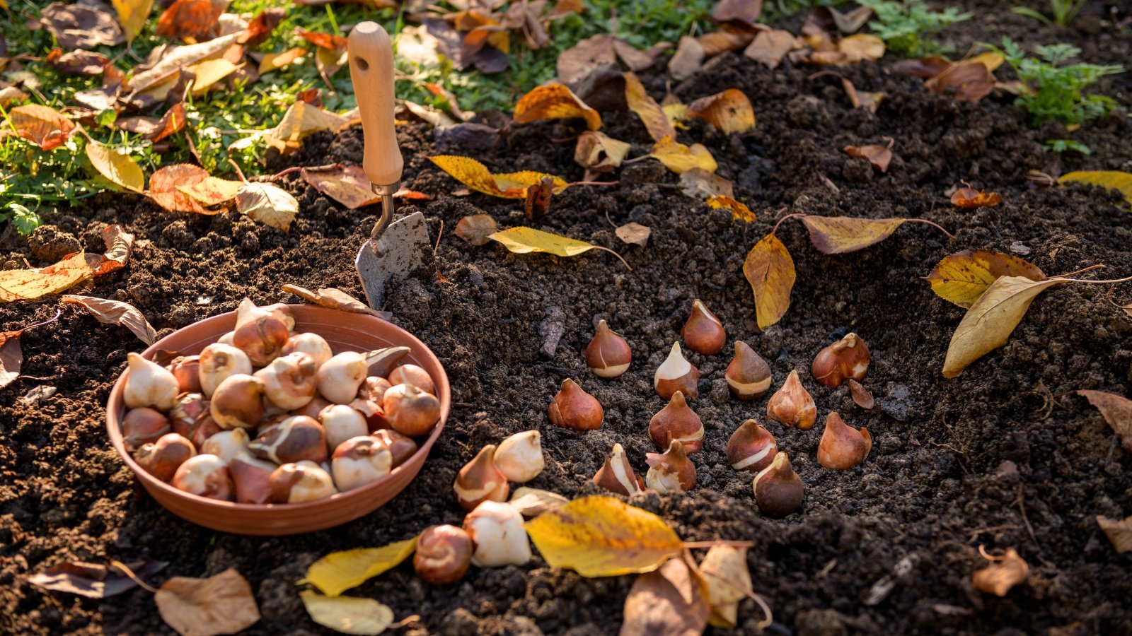 Prepared ground for fall bulbs, tulip bulbs planted in loose black soil, next to a bowl full of teardrop-shaped bulbs with orange-brown husks and a garden trowel stuck into the ground in an autumn garden.