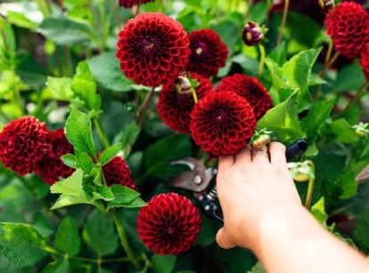 A gardener with black pruning shears prunes flowering dahlias with large red-burgundy pompon-shaped blooms on tall stems surrounded by lush green foliage.