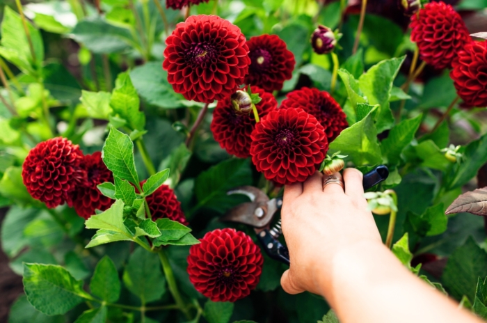 A gardener with black pruning shears prunes flowering dahlias with large red-burgundy pompon-shaped blooms on tall stems surrounded by lush green foliage.