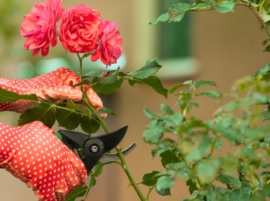 Female gardener in red gloves with pruning shears, trimming a blooming rose bush with large peach-pink double flowers on a blurred background in the garden now.