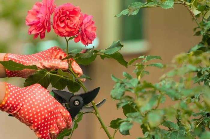 Female gardener in red gloves with pruning shears, trimming a blooming rose bush with large peach-pink double flowers on a blurred background in the garden now.