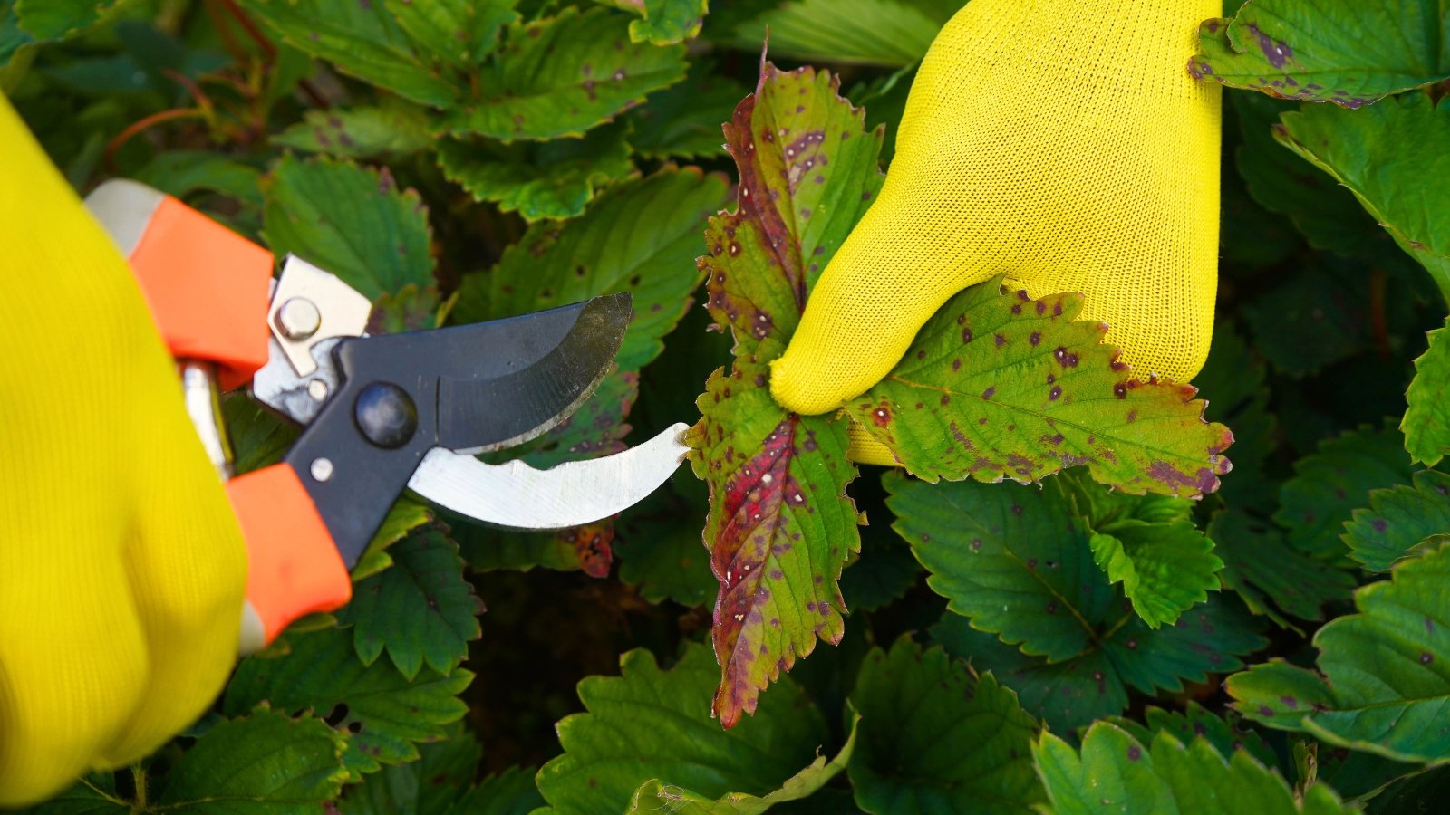 Gardener’s hands wearing yellow gloves use pruning shears to cut diseased green leaves with jagged edges and purple-gray irregular spots.