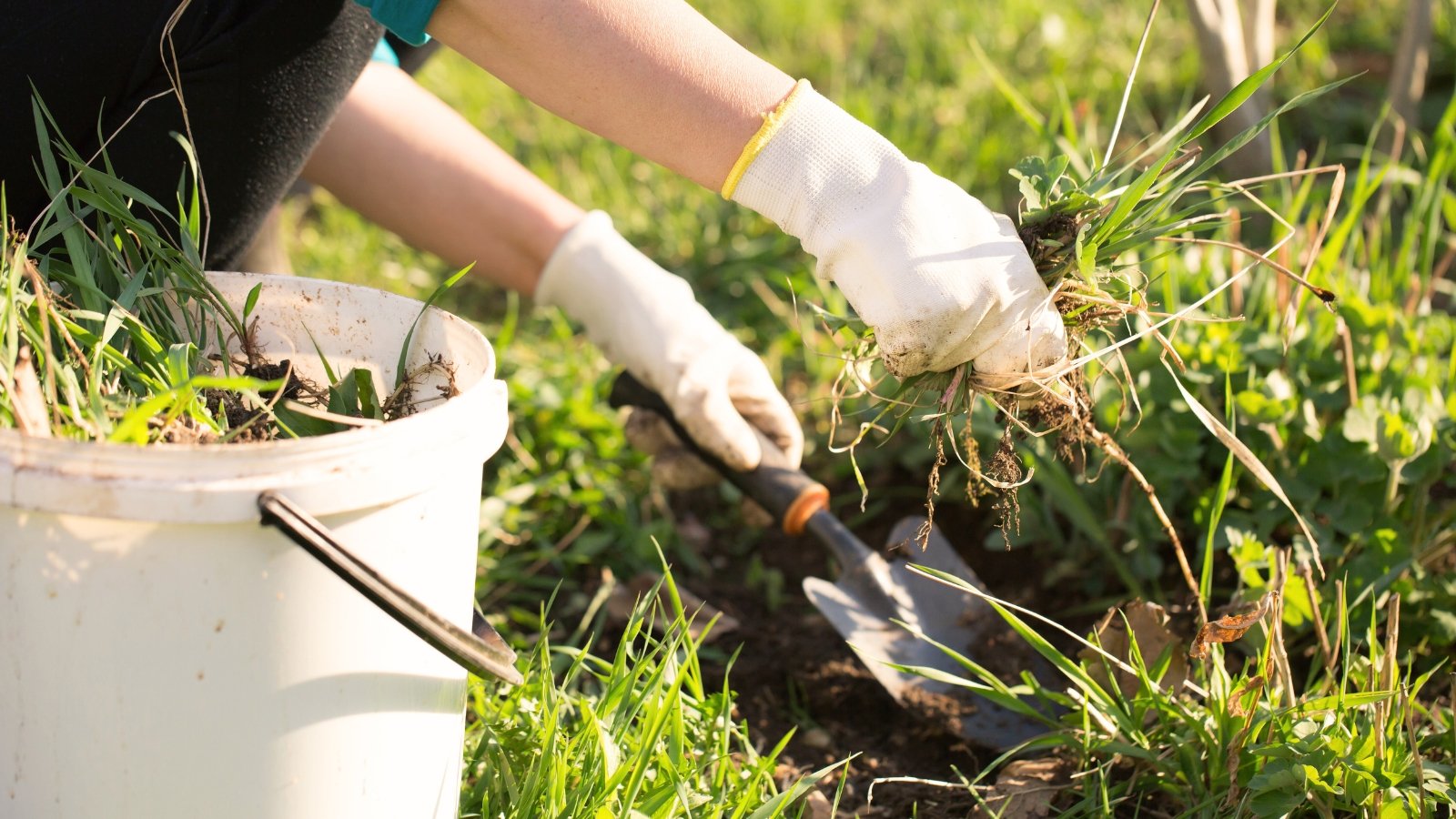 A female gardener in white gloves with a gardening tool pulls clumps of weeds from a garden bed into a large white plastic bucket.