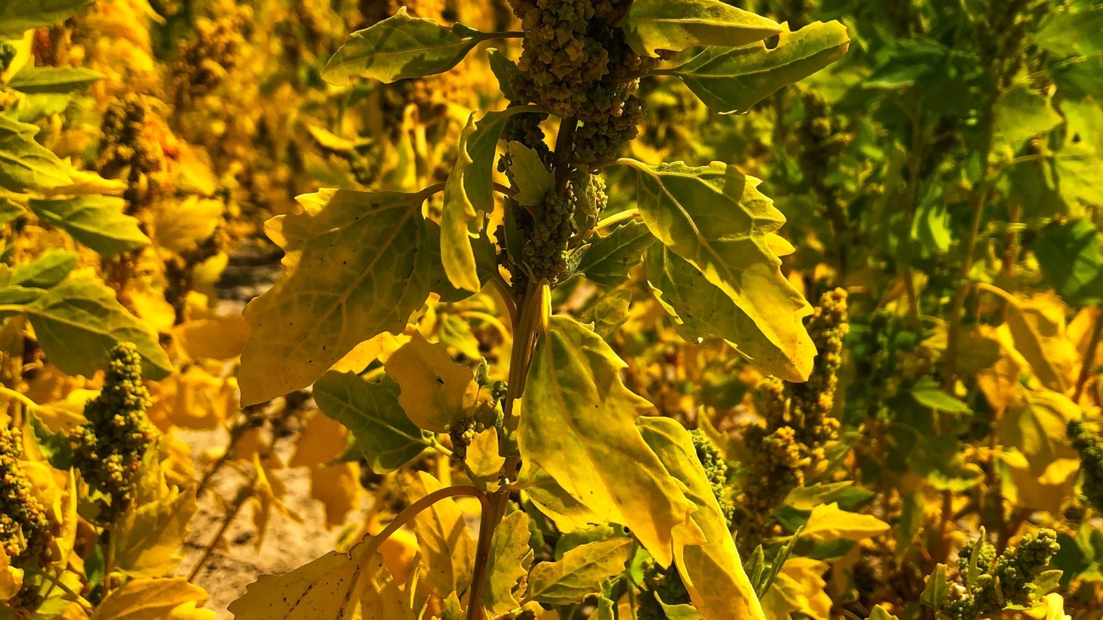 A quinoa field with maturing plants displays yellowing leaves and tall seed heads swaying in neat rows.