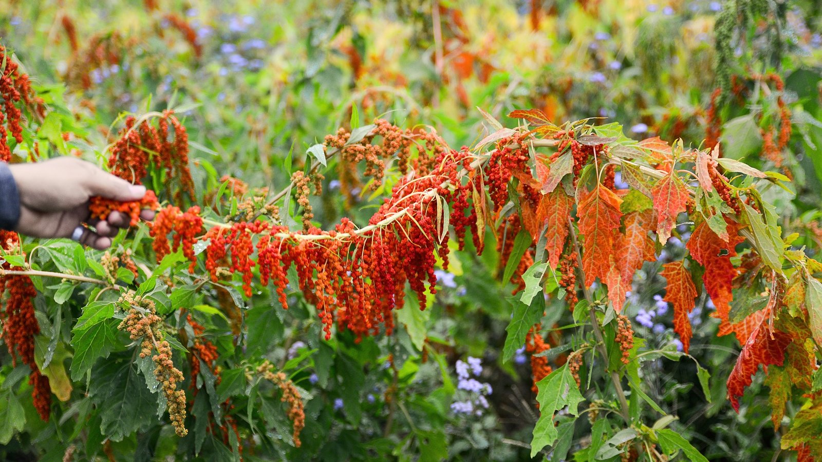 A hand holds a quinoa seed head with vibrant red seeds and a mix of reddish and green leaves.