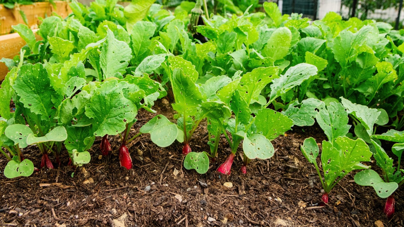 Close-up of oval pinkish-red roots partially emerging from dark soil, topped with green leaves that are rough, lobed, and have slightly serrated edges.