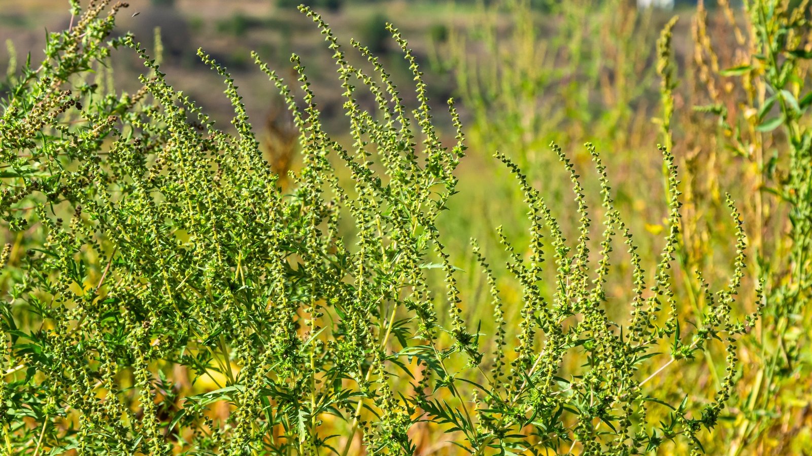 Green, branching stems with deeply lobed leaves hold slender spikes of small yellow-green flowers.