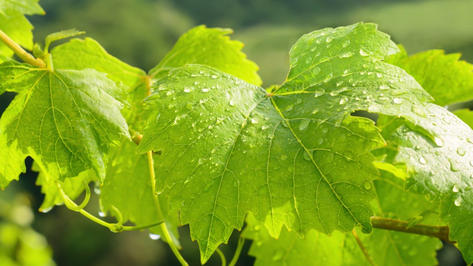 Close-up of fresh green grape leaves with serrated edges and lobed shape, glistening with clear raindrops.