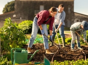 A family of mom, dad, and son working together to cultivate rich soil in a garden bed, illustrating regenerative home gardening basics.