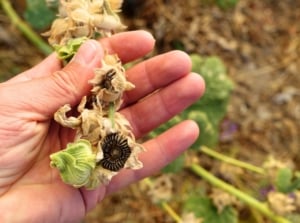 Male hand holding dry, brown hollyhock seed heads with papery husks, ready for seed saving.