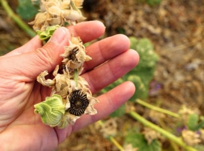 Male hand holding dry, brown hollyhock seed heads with papery husks, ready for seed saving.