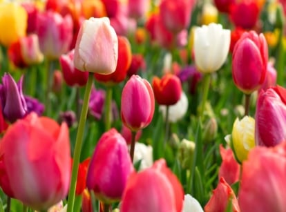 Field of colorful spring bulb tulip flowers considered short lived perennials.