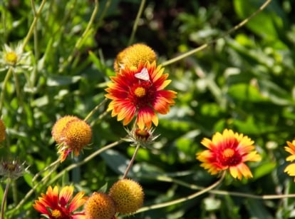 Blooming blanketflowers with hairy green stems, lance-shaped leaves, and daisy-like blooms of red and yellow petals with dark centers brighten the garden, showcasing the charm of hardy southern perennials.