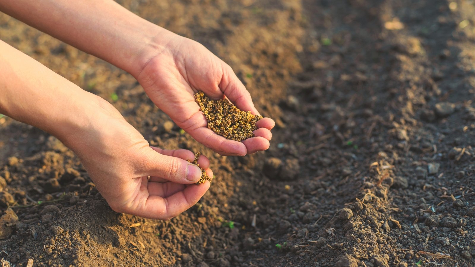 Close-up of a woman's hands full of beetroot seeds, sowing them into loose brown soil in a garden bed.