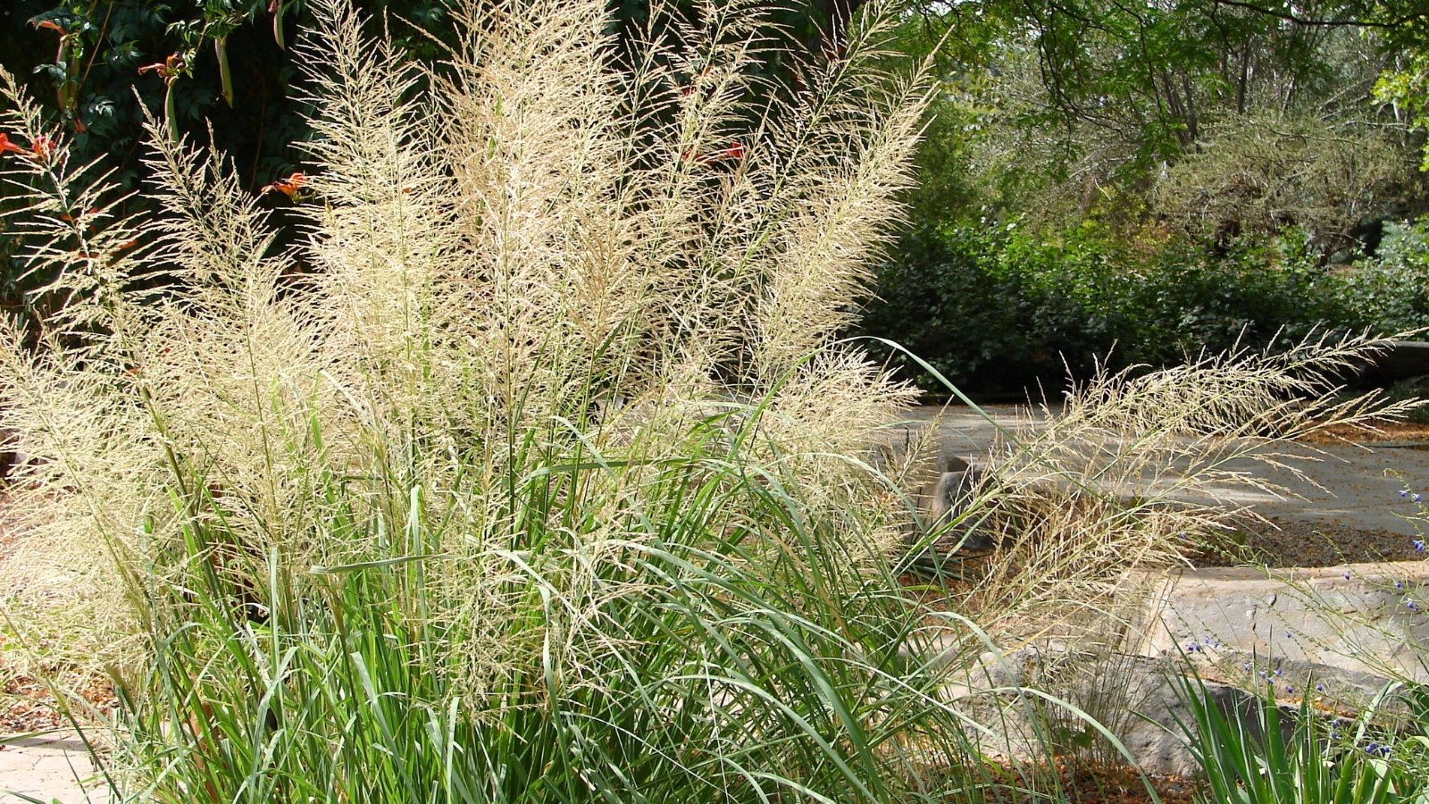 Tall, feathery plumes of pale cream flowers bloom atop slender green stems of giant sacaton grass.