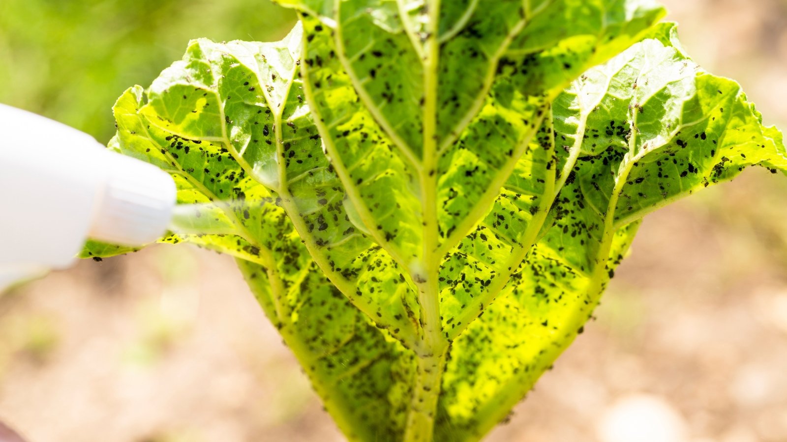 A woman’s hand sprays a rhubarb plant with curled leaves densely covered in black aphids.