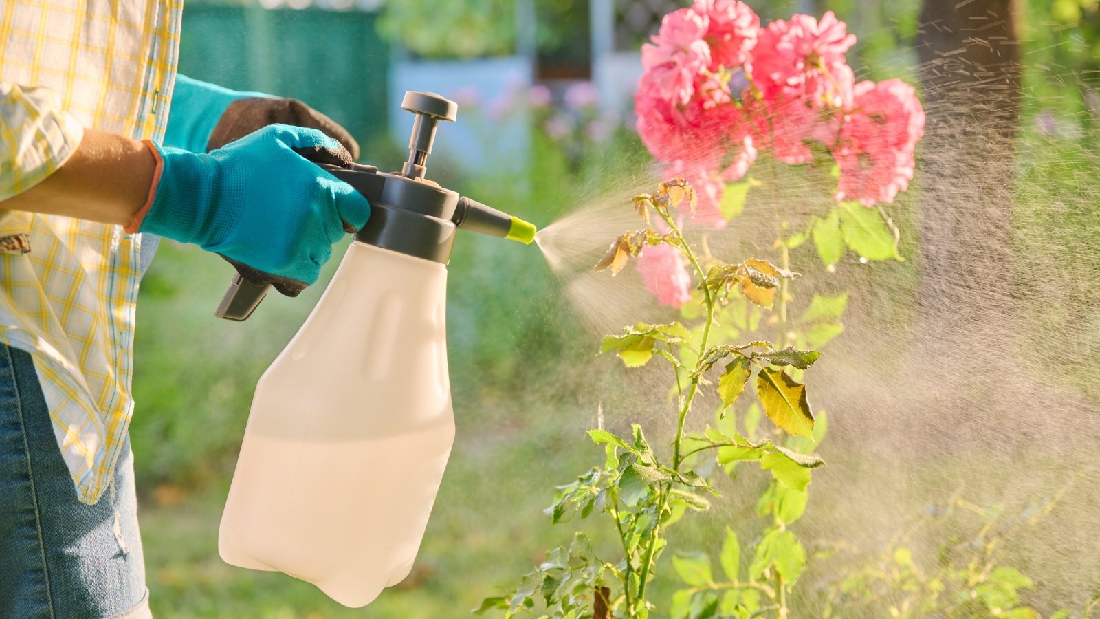 A woman using a hand sprayer to apply pesticides on green rose bushes with blooming flowers.