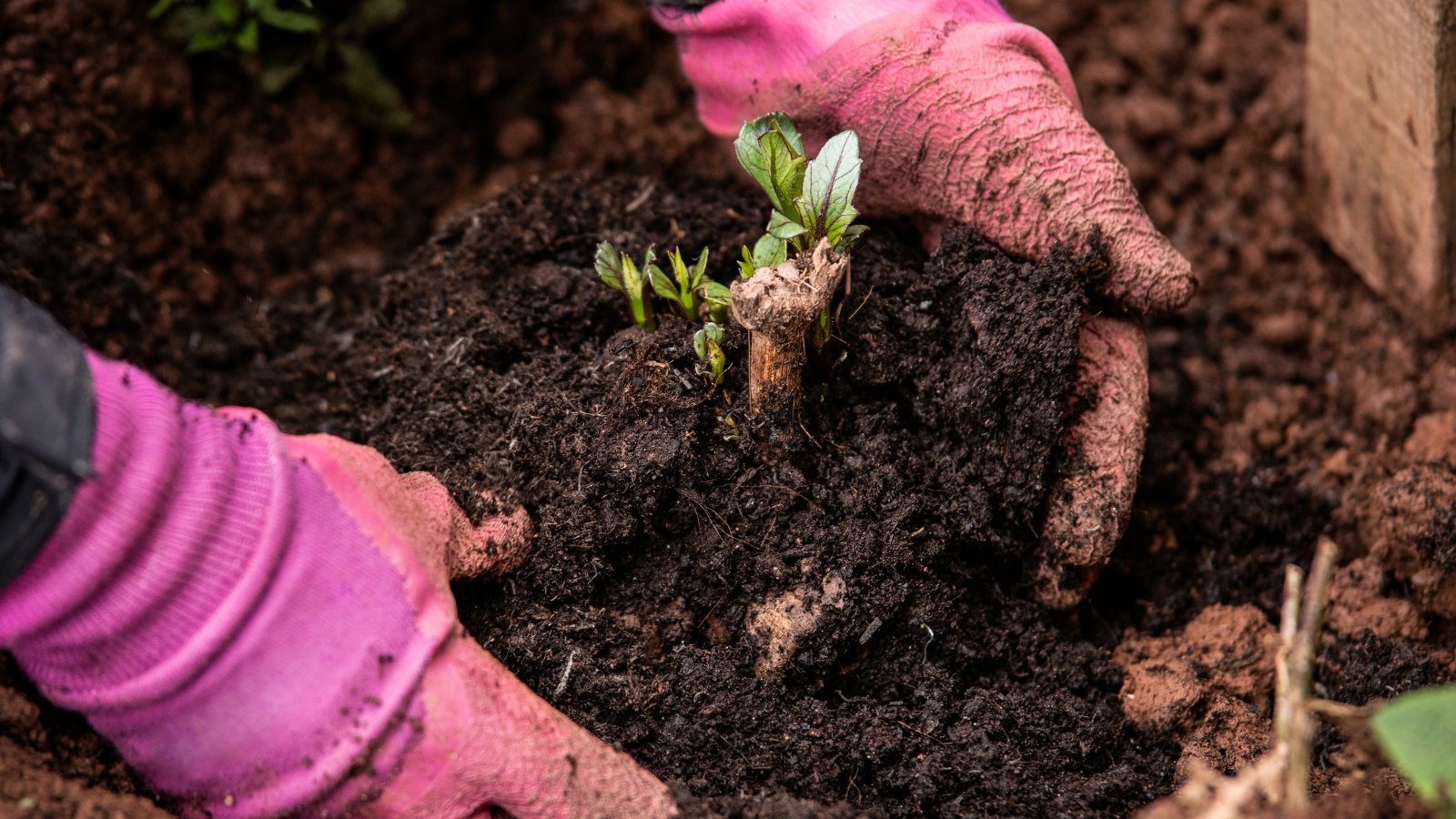 Close up of gardener's hands wearing pink gloves checking wet black soil at the base of a sprouting dahlia tuber with small green shoots.