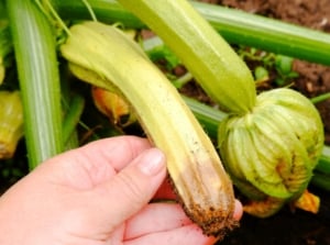 A gardener’s hand holds a small yellow squash with a dark sunken blossom end rot spot, surrounded by green stems and fruits in the garden.