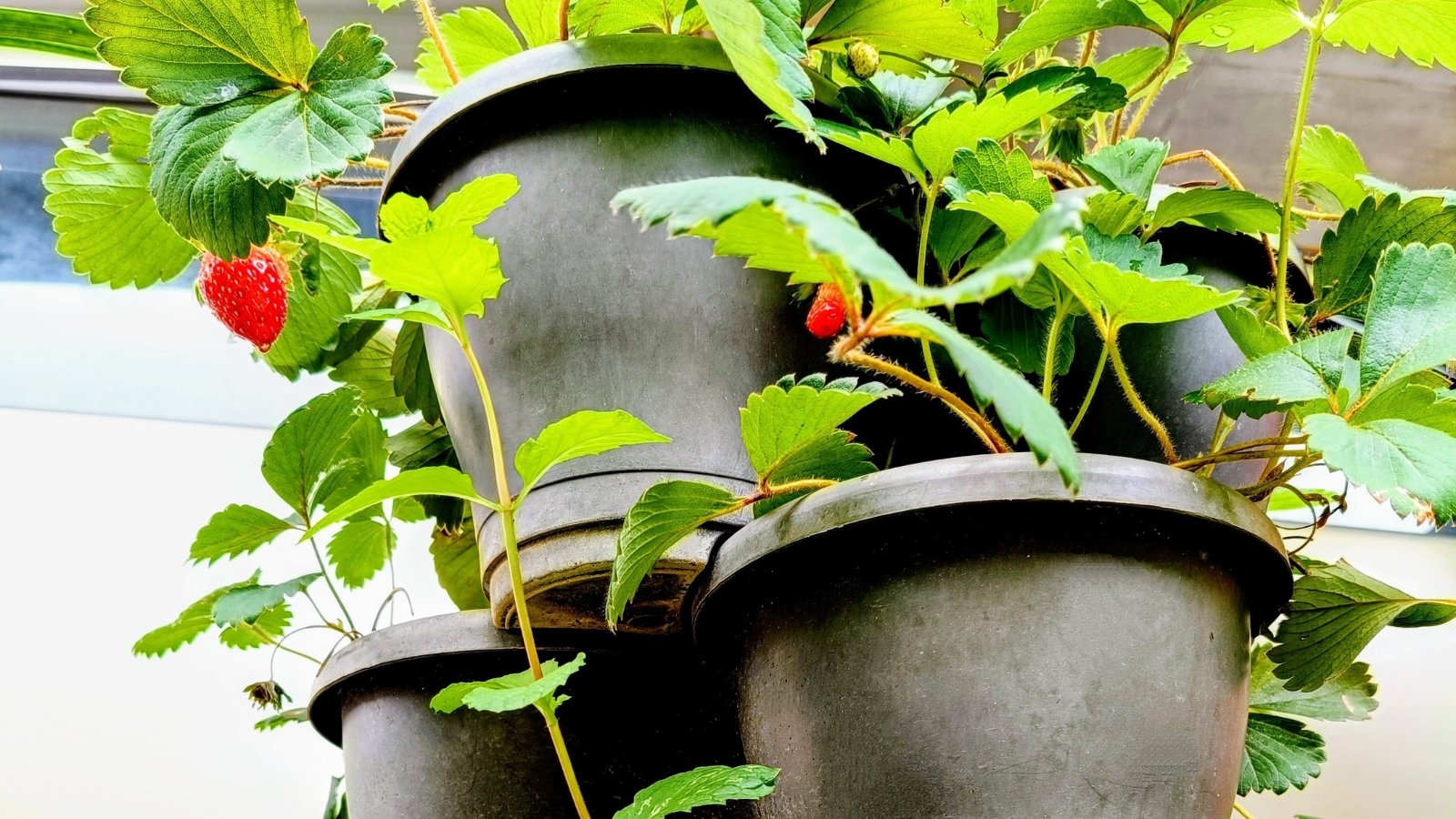 Stackable vertical flower pots filled with cascading strawberry plants display lush green leaves, delicate white blossoms, and clusters of ripening red and green berries.