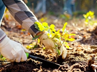 Close-up of gardener’s hands in white gloves planting a young oak sapling with bright green, lobed leaves with gently wavy edges in loose dark brown soil, perfect for starting a garden in September.