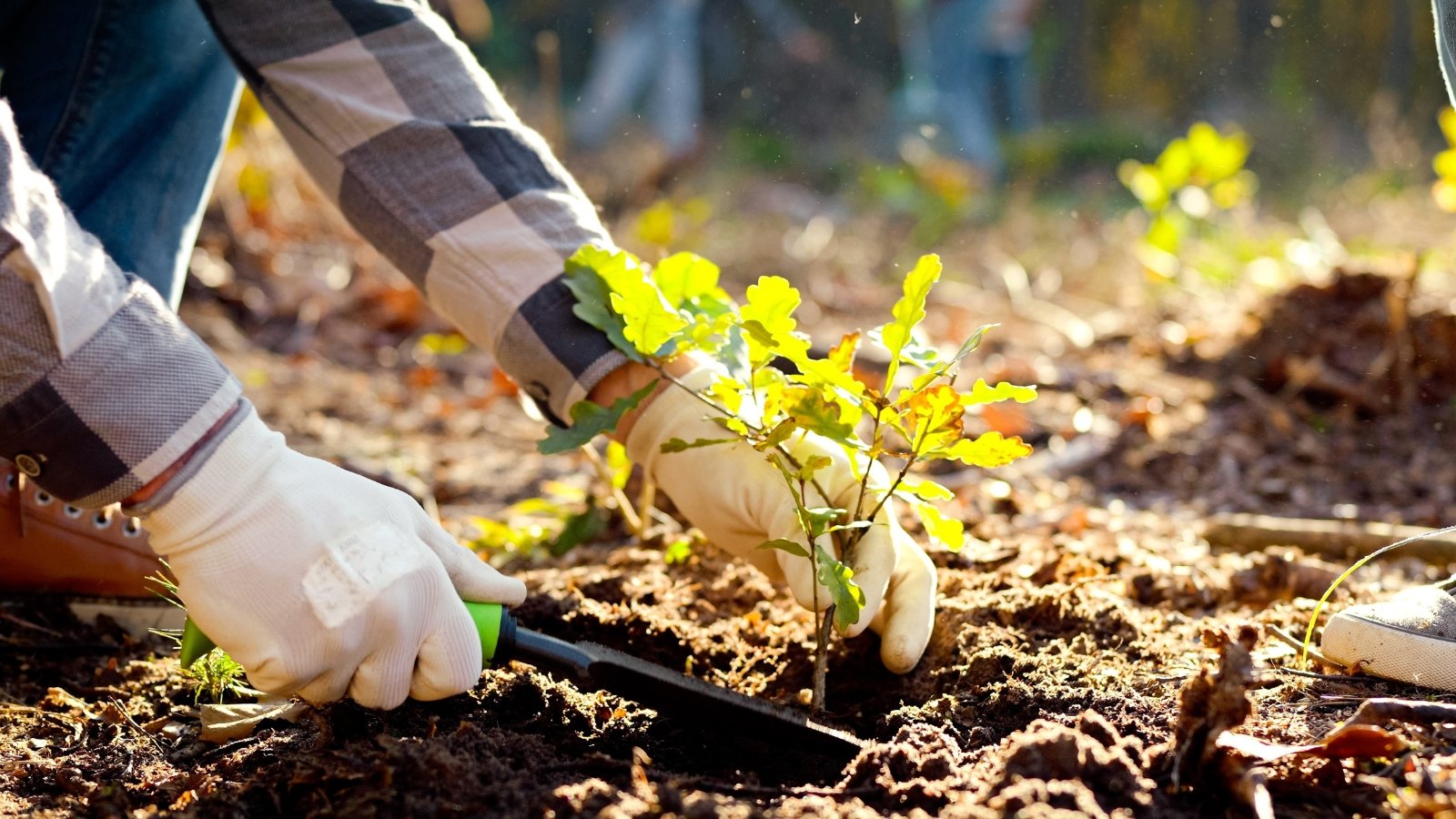 Close-up of gardener’s hands in white gloves planting a young oak sapling with bright green, lobed leaves with gently wavy edges in loose dark brown soil, perfect for starting a garden in September.
