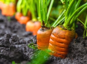 Close-up of growing carrots with visible orange shoulders pushing through the soil, perfect for gardeners looking to start seeds in September.