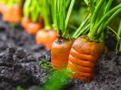 Close-up of growing carrots with visible orange shoulders pushing through the soil, perfect for gardeners looking to start seeds in September.