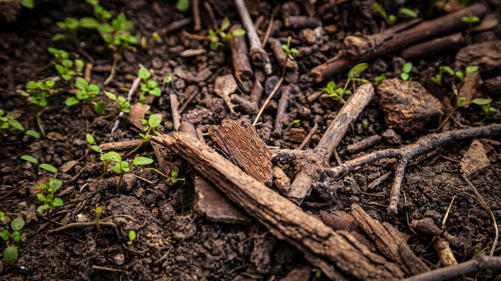 Close-up of sticks lying on wet black soil among tiny green sprouts.