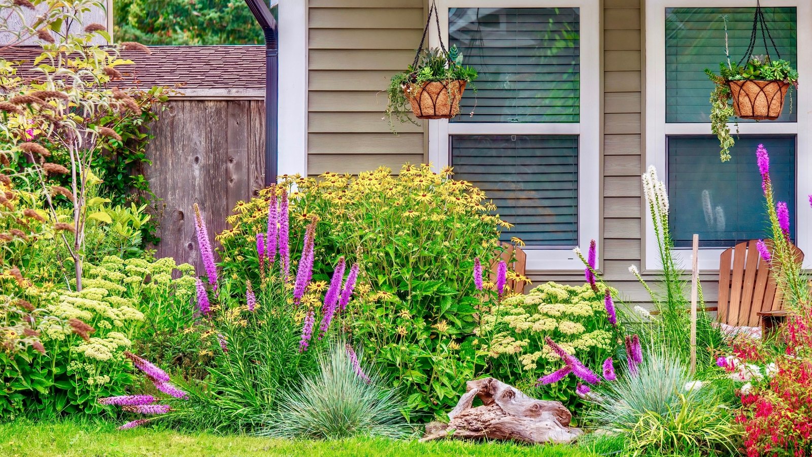 A flower bed in front of a house filled with white-flowering sedum, liatris spicata with tall purple flower spikes, bright yellow Black-Eyed Susans, ornamental grasses, and various shrubs.
