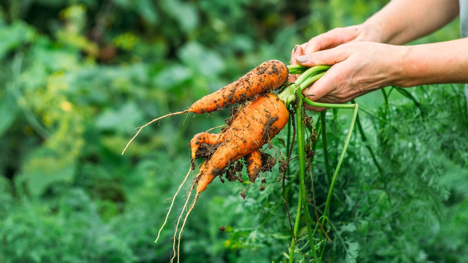 A female gardener holds a freshly picked bunch of orange carrots with lush, feathery green foliage showing how to avoid common summer gardening mistakes.
