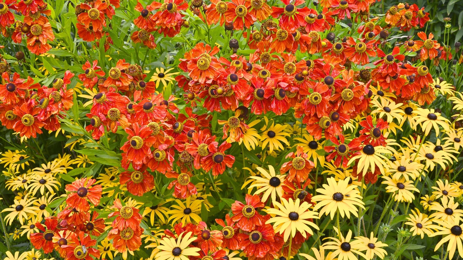A vibrant garden flower border showcasing colorful Helenium 'Moerheim Beauty' and Rudbeckia fulgida 'Goldsturn' providing rich summer perennial color.