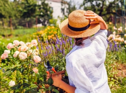 Female gardener in a straw hat holds pruning shears and a basket filled with dried flower heads cut from blooming bushes during seasonal transition from summer to fall gardening tasks.