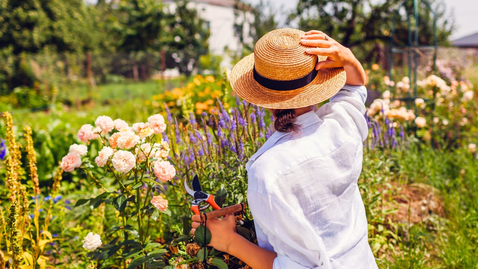 Female gardener in a straw hat holds pruning shears and a basket filled with dried flower heads cut from blooming bushes during seasonal transition from summer to fall gardening tasks.