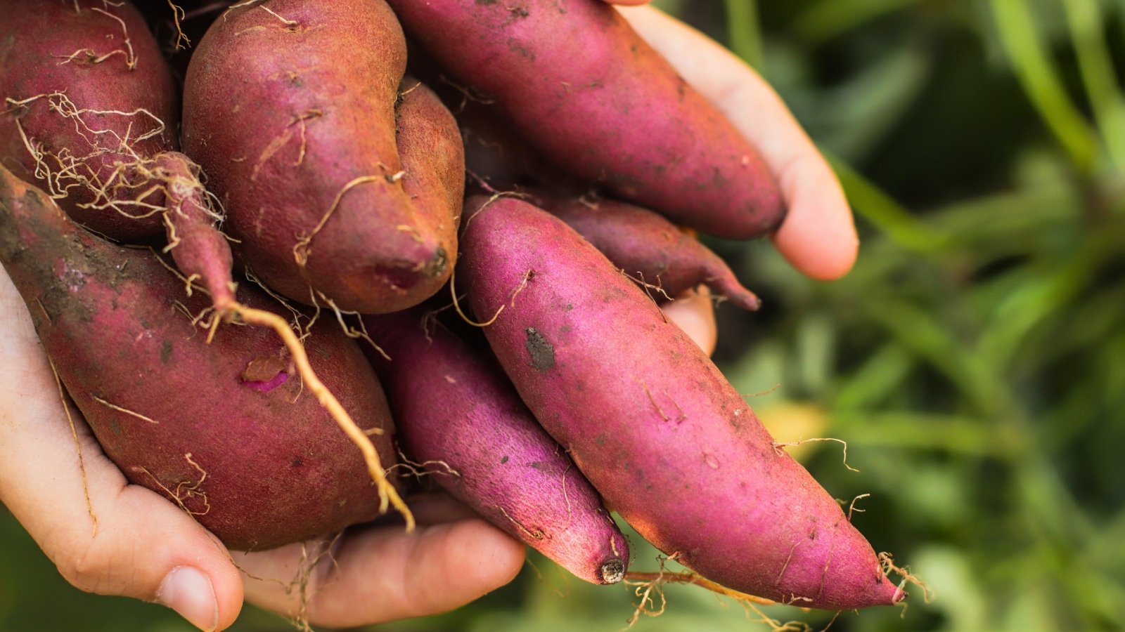 Close-up of hands holding freshly harvested reddish-purple tubers still coated with soil, showing their irregular shapes and earthy texture.