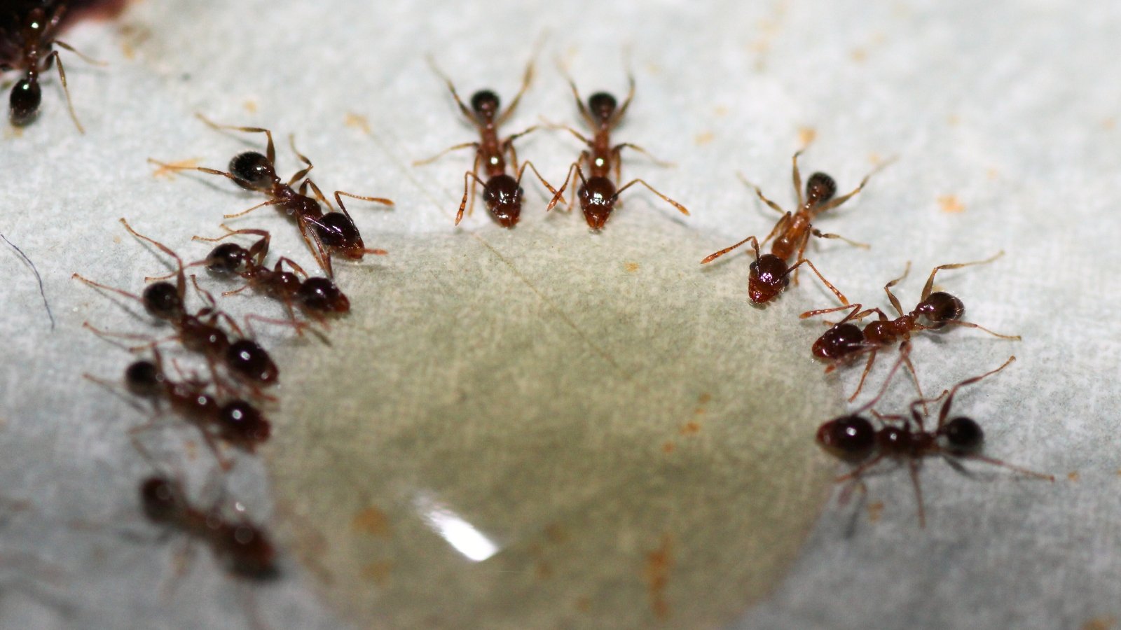 Tiny ants gather closely around and consume liquid bait from a small droplet.