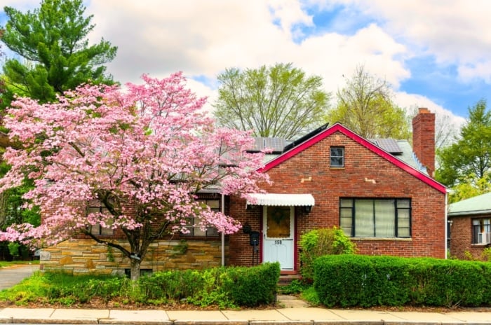 A flowering magnolia tree with delicate pink four-petaled blooms grows near a charming brick house.