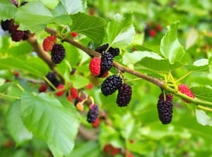 Clusters of black ripe and red unripe mulberries hang among green leaves, showcasing underrated edible plants in the garden.