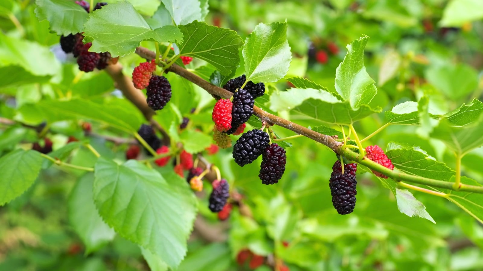 Clusters of black ripe and red unripe mulberries hang among green leaves, showcasing underrated edible plants in the garden.