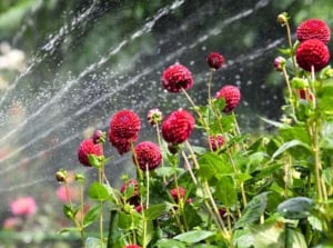 Streams of water irrigate tall flowering dahlias with large, rounded flowers of tightly packed, deep red, spoon-shaped petals, rising on upright, sturdy stems amid lush green foliage.